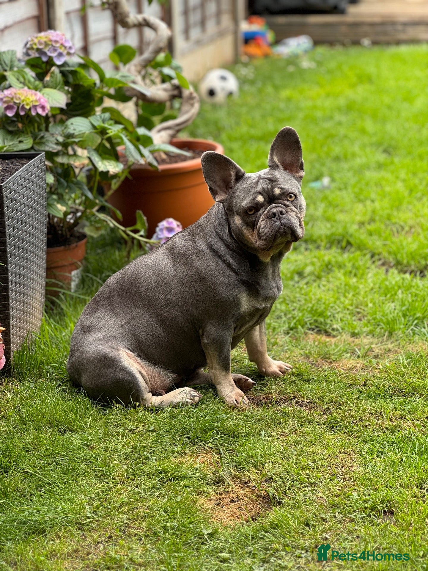 French Bulldog dogs Mother and daughter French bulldog up for sale  - Advert 1