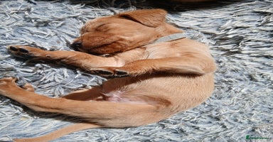 Labrador Retriever dogs - Advert 1