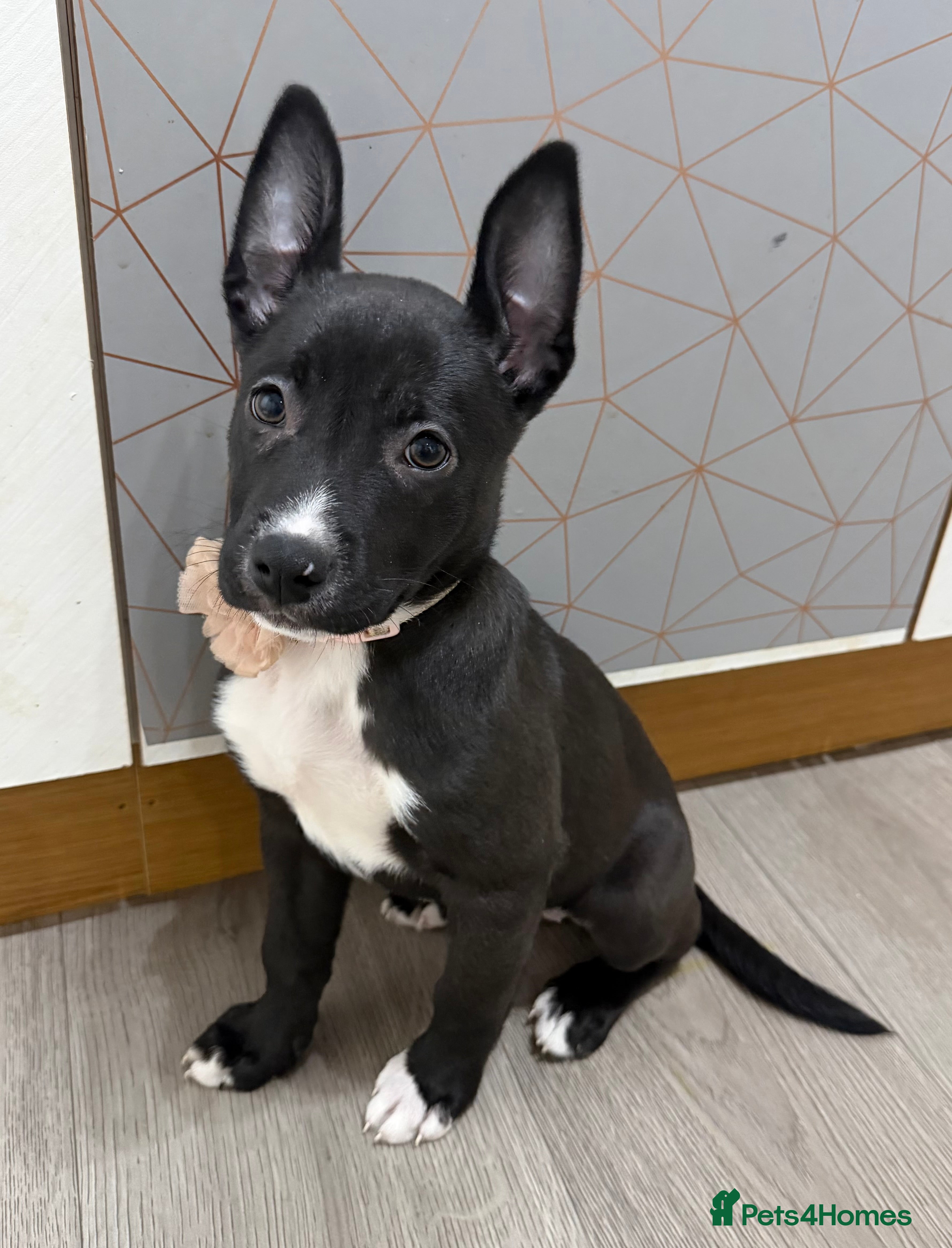 Mixed Breed dogs american bulldog cross dutch shepherd puppy - Advert 2