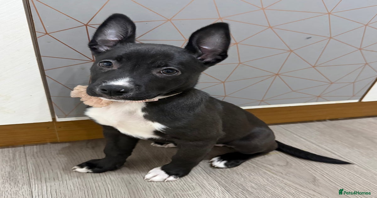 american bulldog cross dutch shepherd puppy for sale in Boston | Pets4Homes