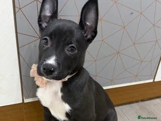 Mixed Breed dogs american bulldog cross dutch shepherd puppy - Advert 4