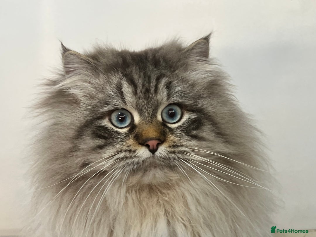 Siberian cats for sale: 💎💎GCCF Siberian Neva Masquerade Kittens💎💎 - Advert 15