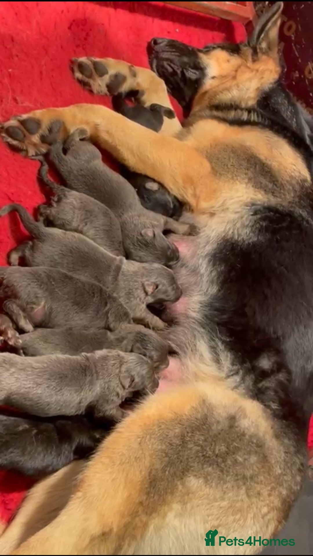 Mixed Breed dogs for sale: Quality health tested German shepherds  - Advert 2