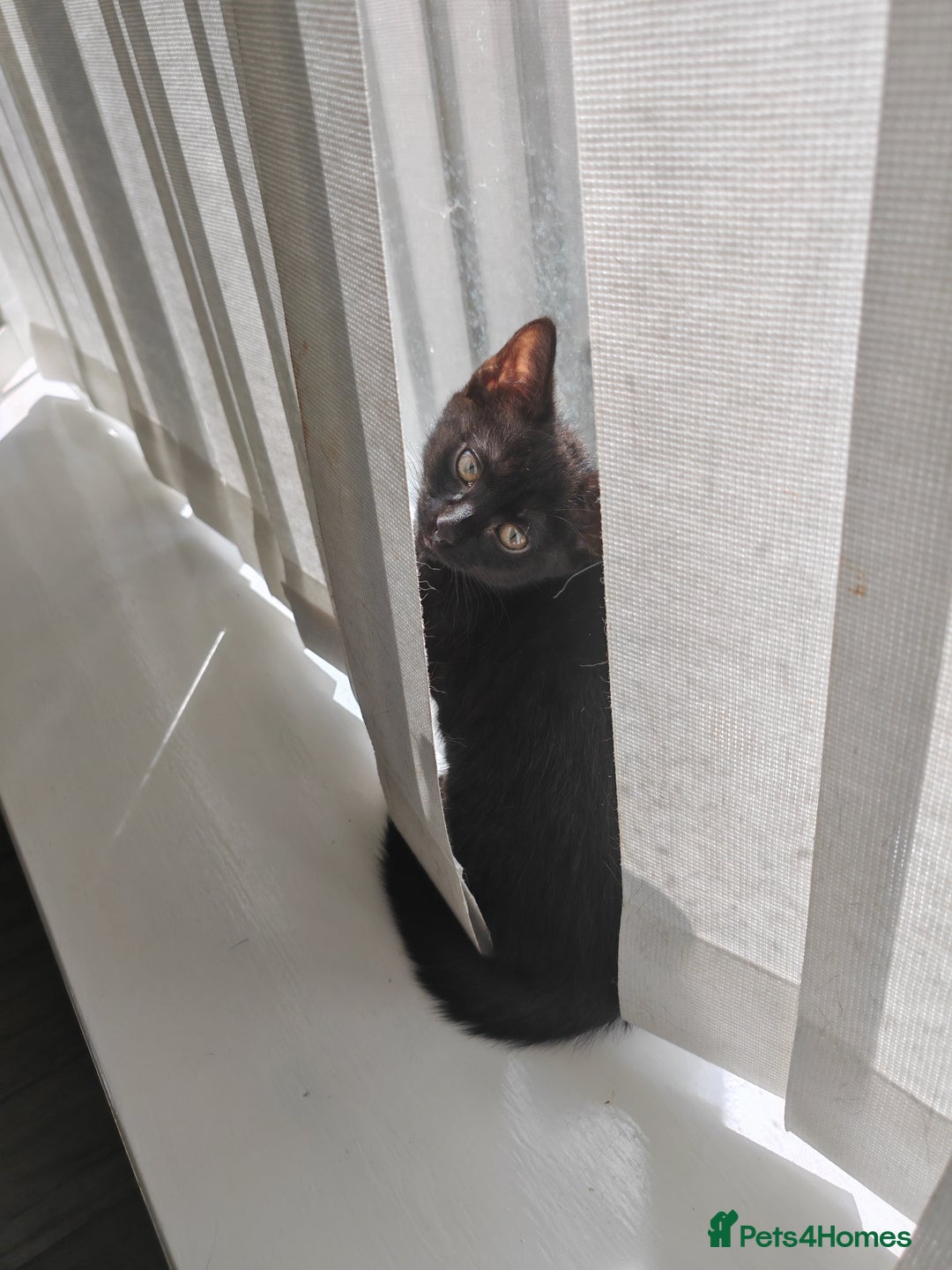 Mixed Breed cats for sale: Kittens - Image 5