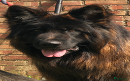 German Shepherd dogs for sale:  kc health tested long haired German shepherd pups - Image 10