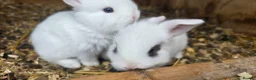 Mini Lop rabbits for sale: Baby mini lops / lion lops in Nottingham - Advert 9