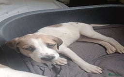Mixed Breed dogs for sale: Puppies - Image 12