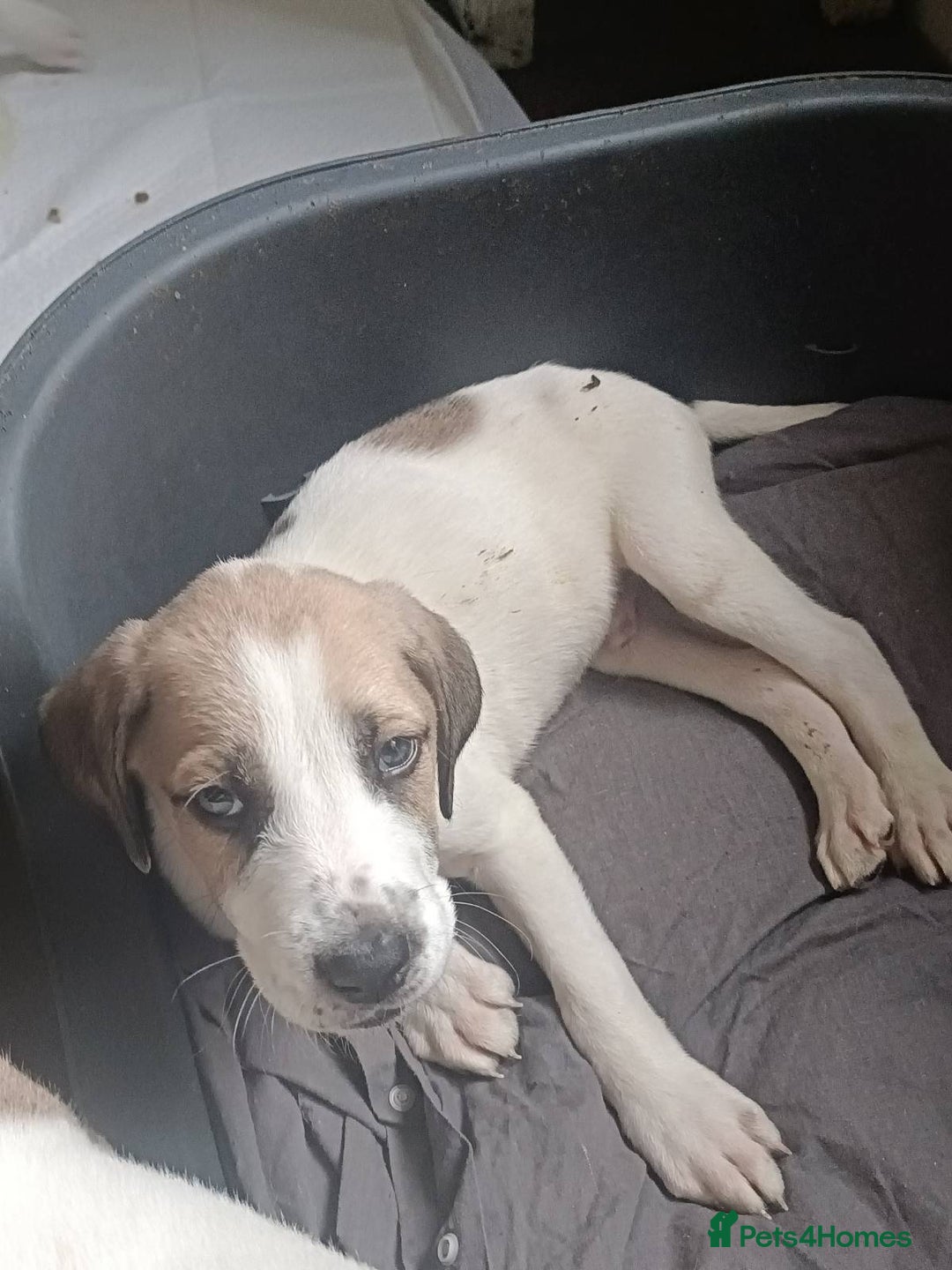 Mixed Breed dogs for sale: Puppies - Image 12