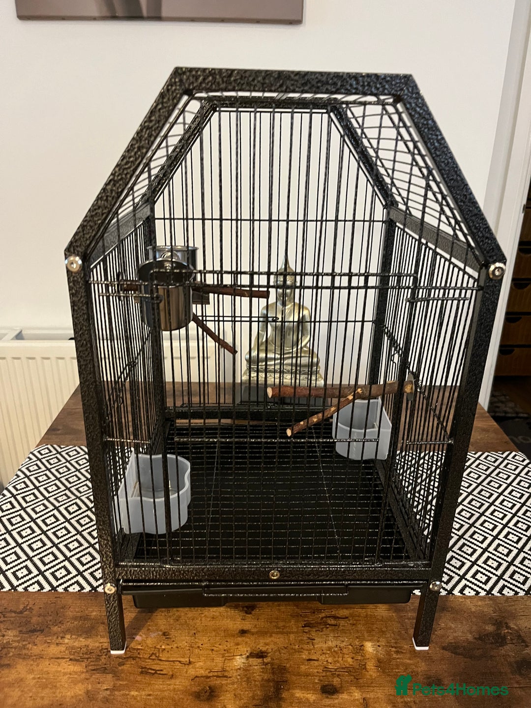 Lovebirds birds for sale: Hand reared love bird MALE  - Advert 10