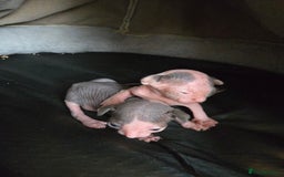 Sphynx cats for sale: Blue Eyes sphynx kittens GCCF and TICA  - Image 22