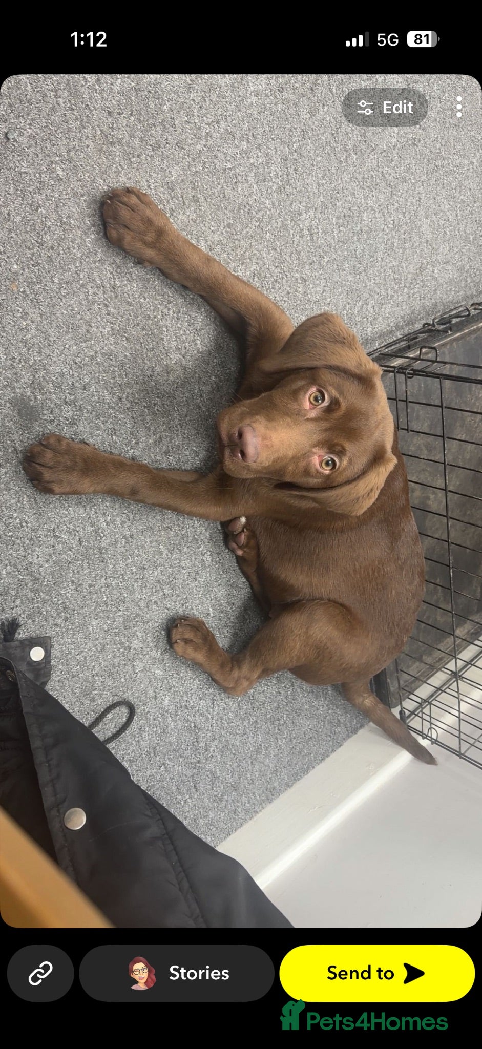 Labrador Retriever dogs Chocolate lab bitch for sale - Advert 1