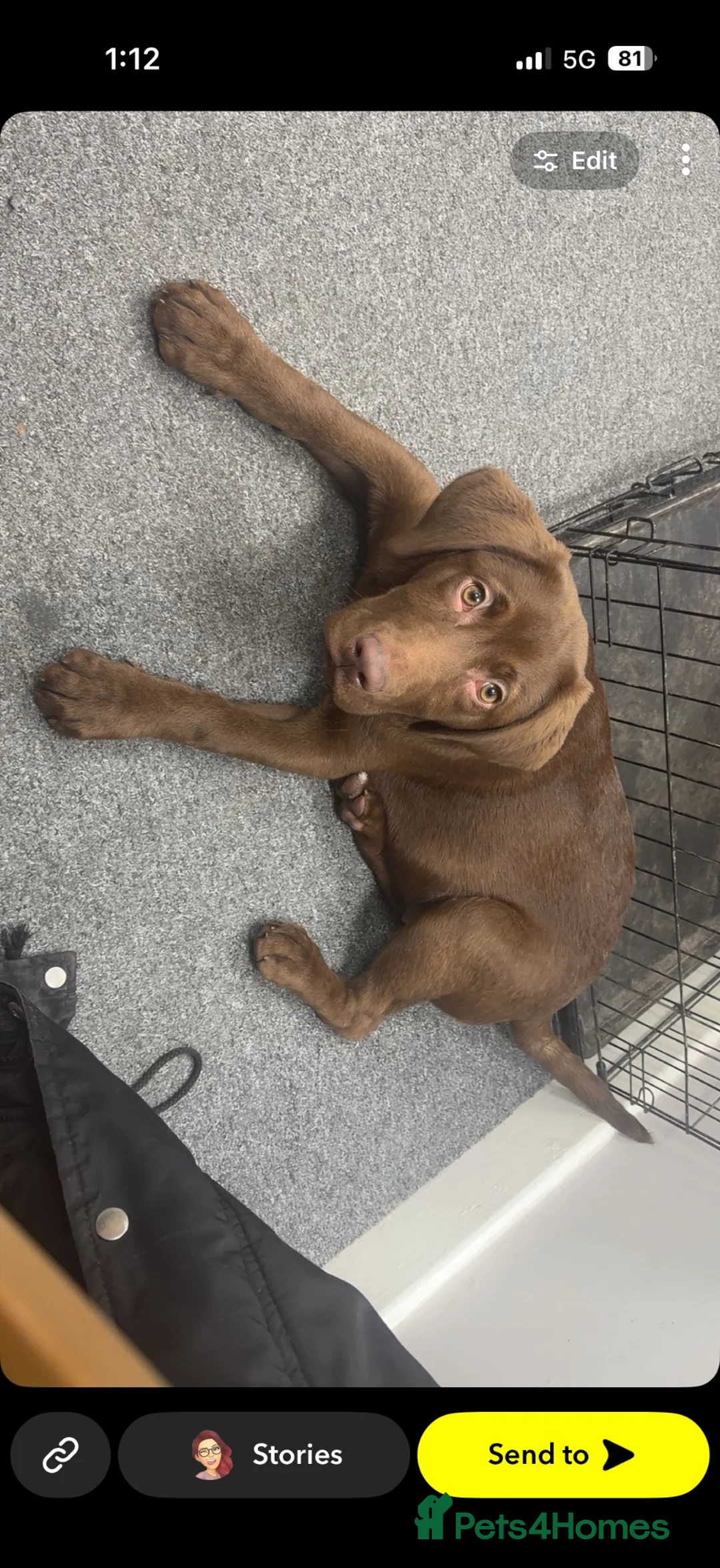 Labrador Retriever dogs for sale: Chocolate lab bitch for sale - Advert 1