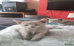 Russian Blue cats for sale: TICA Russian Blue Kittens Pedigree - Image 11