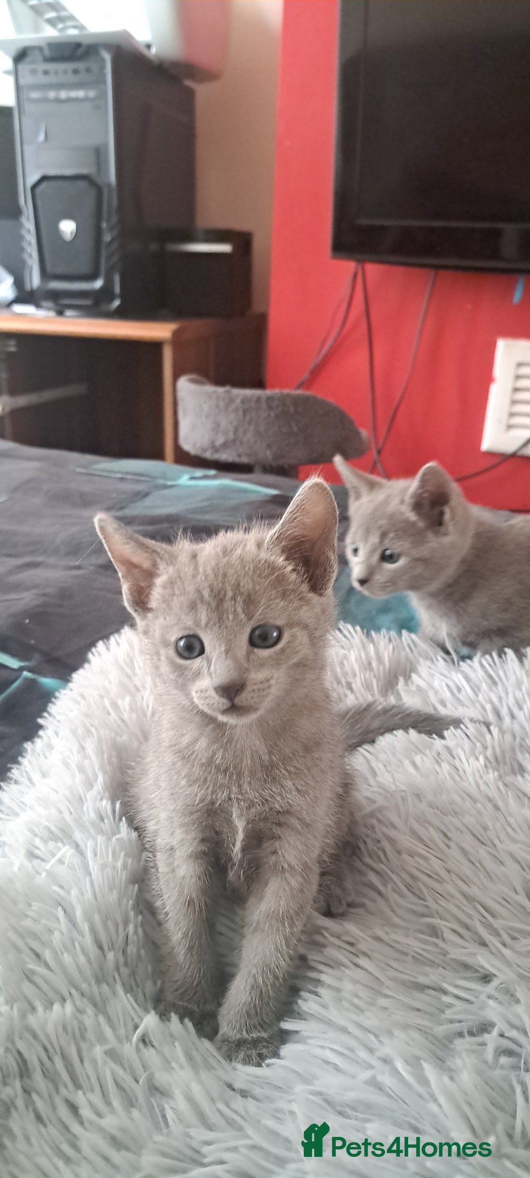 Russian Blue cats for sale: TICA Russian Blue Kittens Pedigree - Image 11