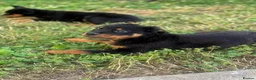 Rottweiler dogs for sale: Beautiful Rottweilers puppies in Malvern - Advert 5