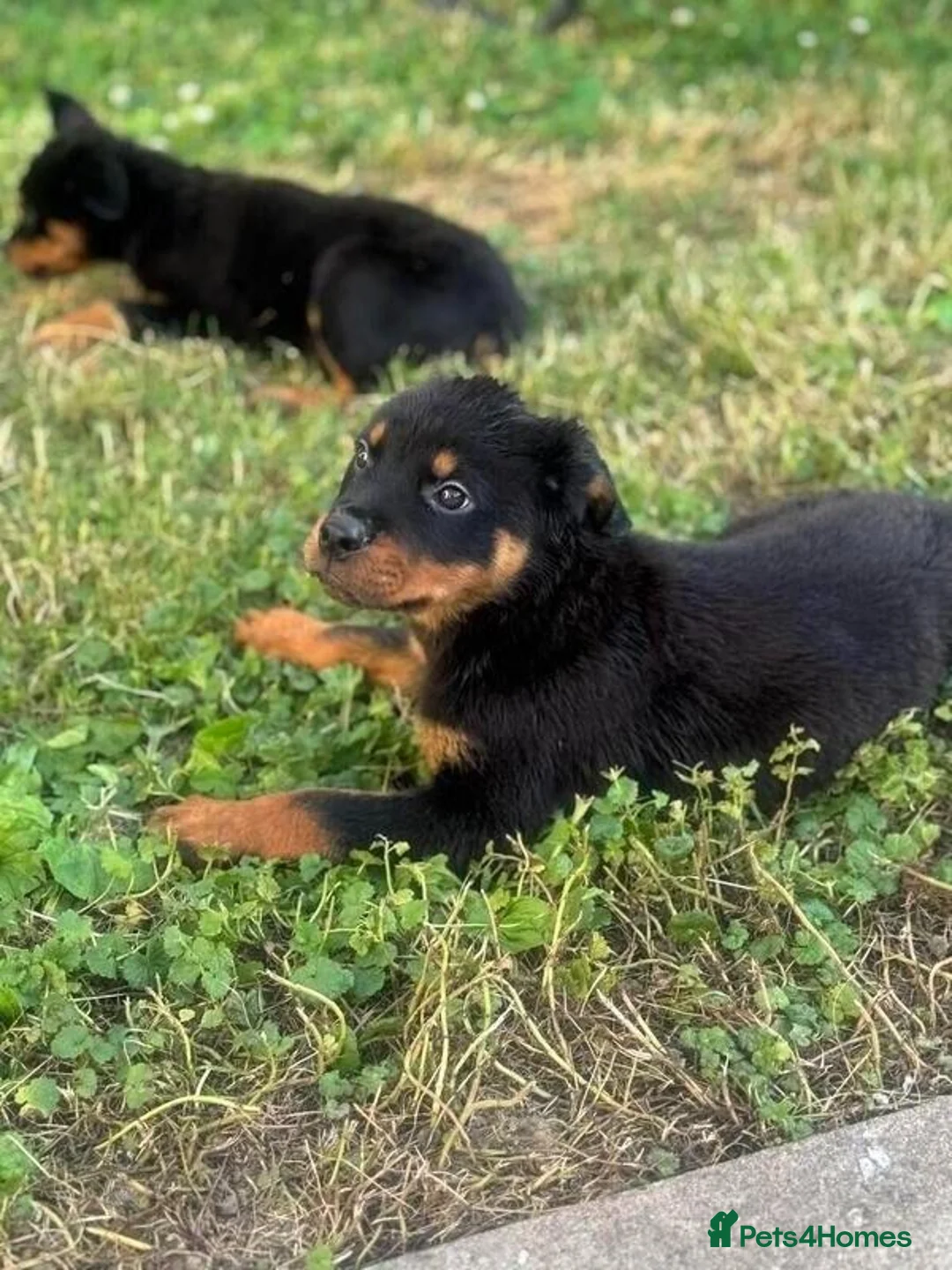 Rottweiler dogs for sale: Beautiful Rottweilers puppies in Malvern - Advert 5
