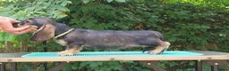 Dachshund dogs for sale: Standard Wirehaired Dachshund - Advert 20