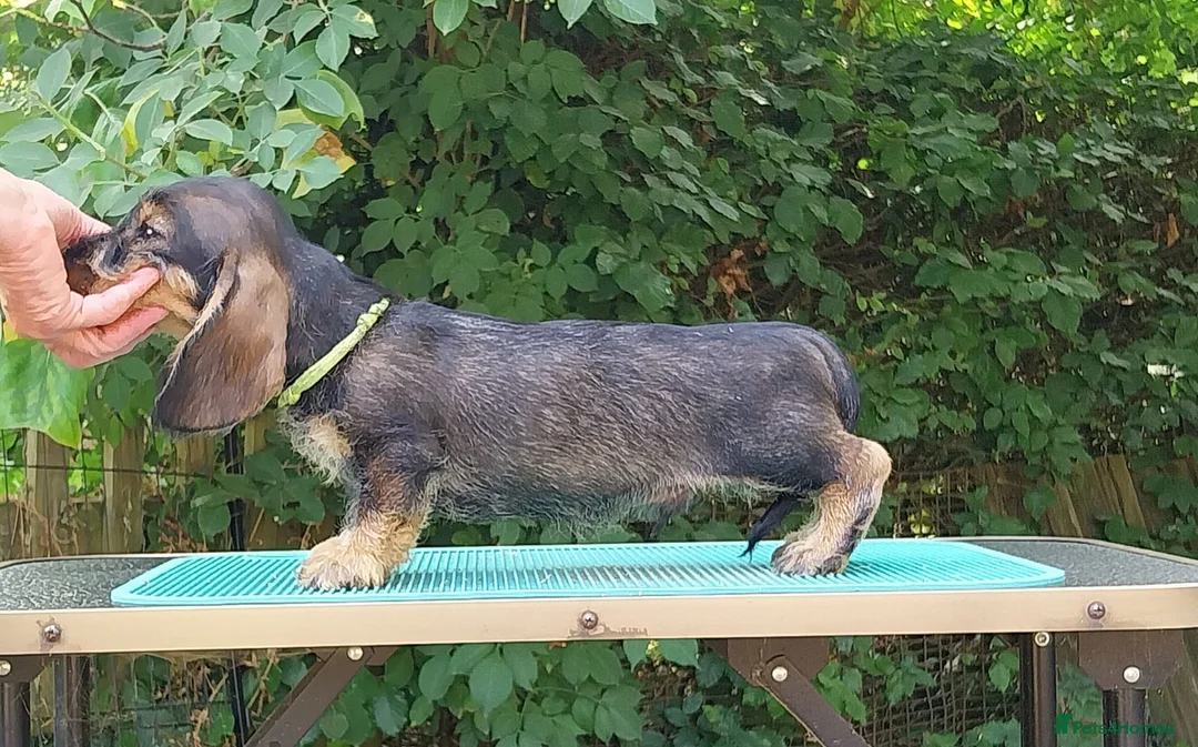 Dachshund dogs for sale: Standard Wirehaired Dachshund - Advert 20