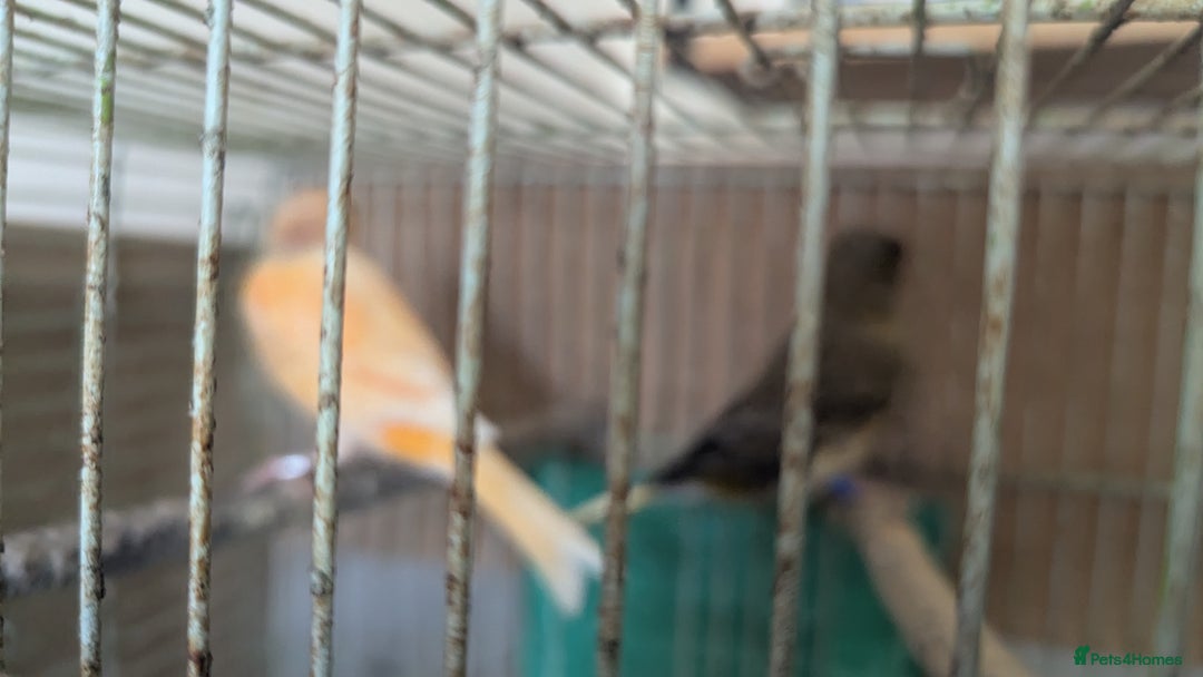Canaries birds for sale: Urgent home needed canaries  - Image 3