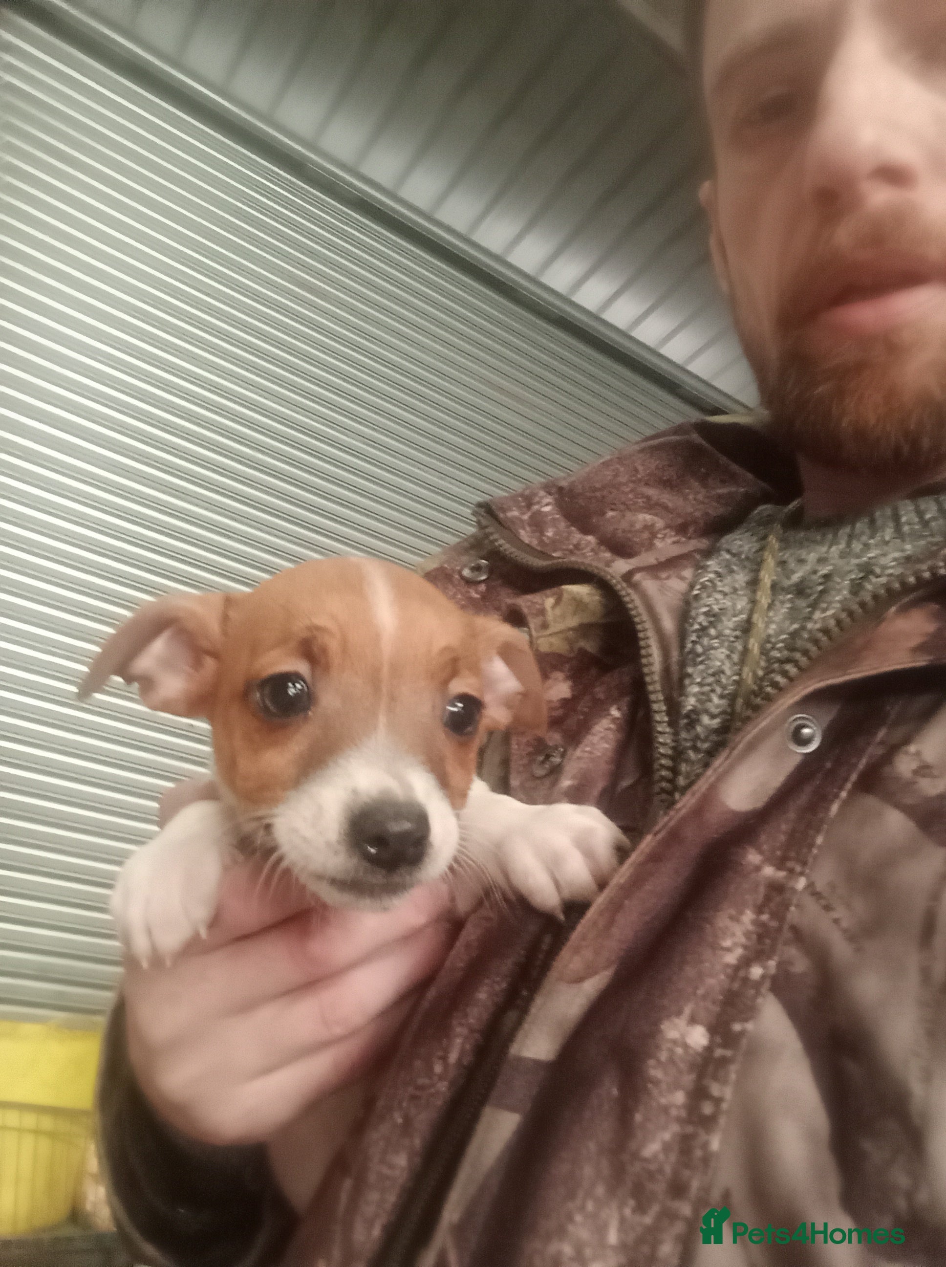 Jack Russell dogs Jack Russell Puppies - Advert 4