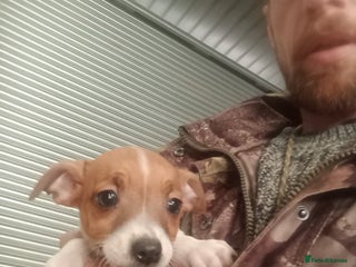 Jack Russell dogs Jack Russell Puppies - Advert 1