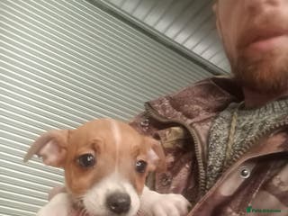 Jack Russell dogs Jack Russell Puppies - Advert 20