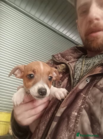 Jack Russell dogs Jack Russell Puppies - Advert 1