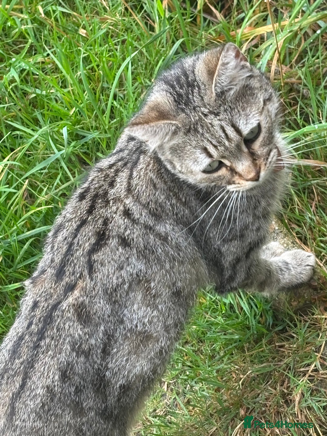 Mixed Breed cats for sale: Three cats for sale  - Image 7