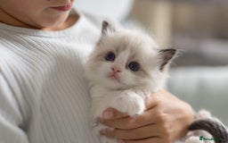 Ragdoll cats for sale: Best Ragdoll Bicolour and Lynx kittens in UK - Image 14