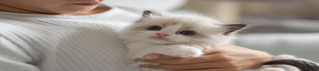 Ragdoll Kitten 3