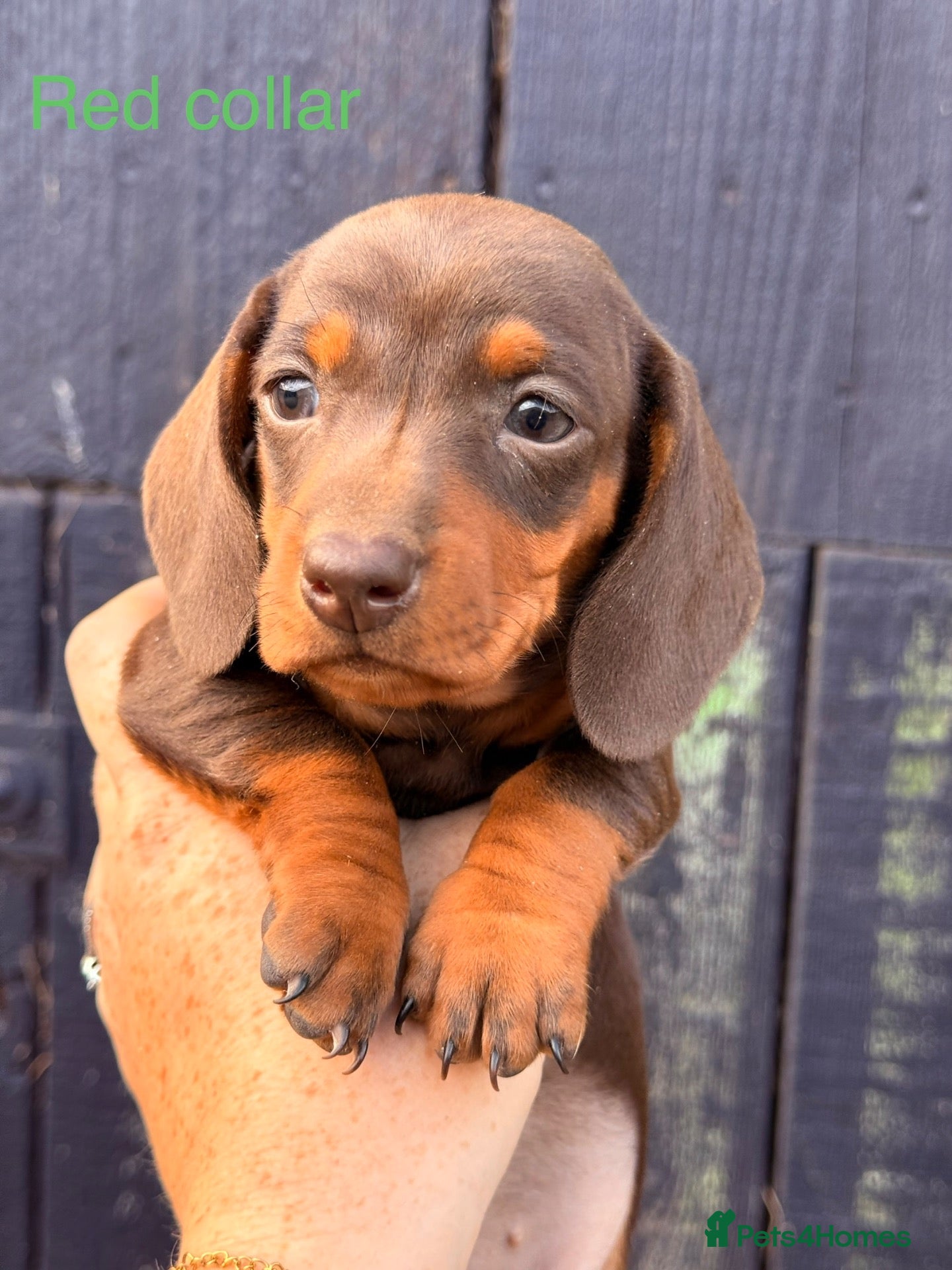 Miniature Dachshund dogs Miniature dachshunds ready to leave Saturday.  - Advert 1