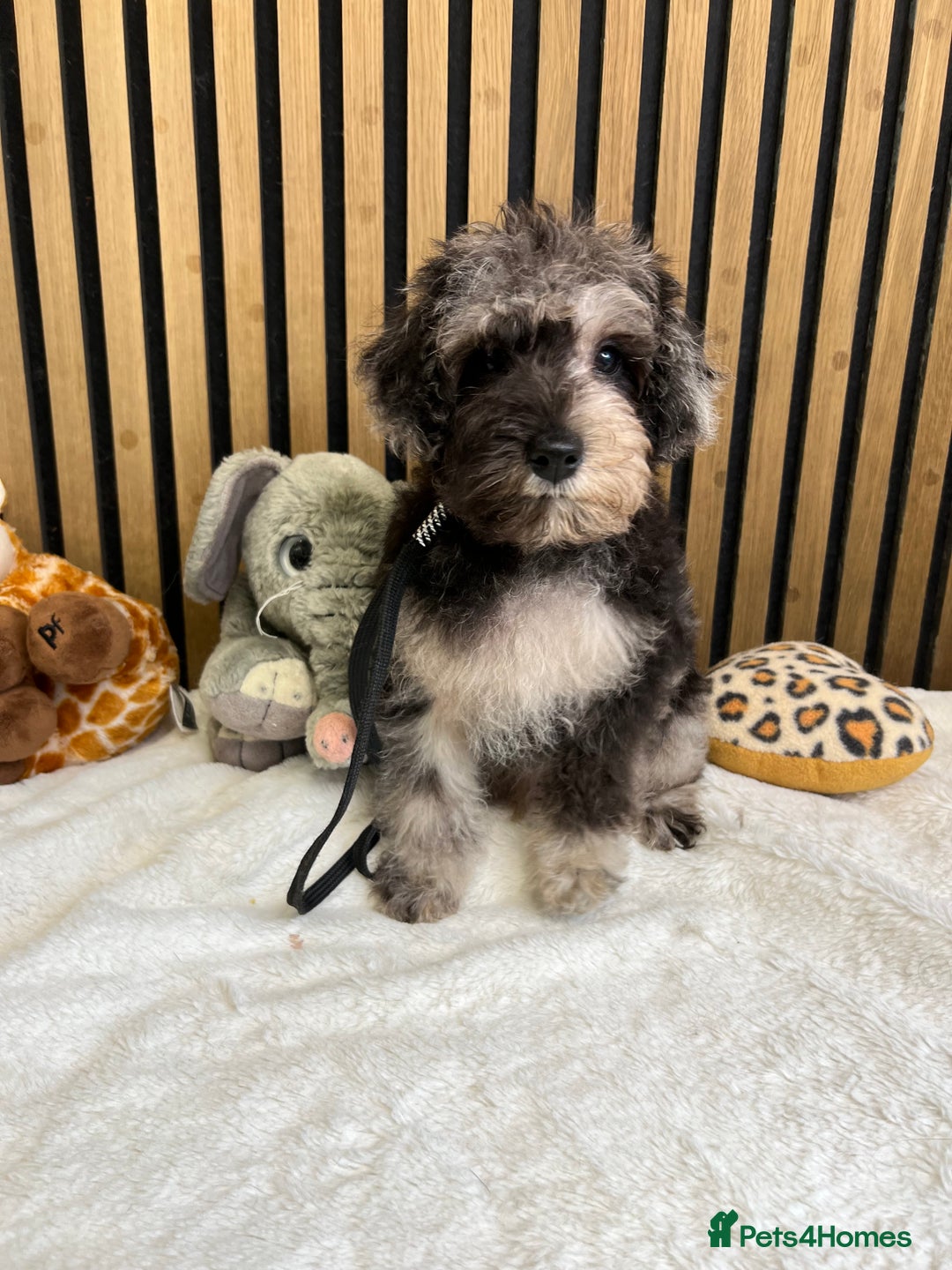 Mixed Breed dogs for sale: Stunning Mini toy Schnoodle puppy male  - Advert 2
