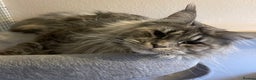 Maine Coon cats for sale: retired queens  - Advert 4