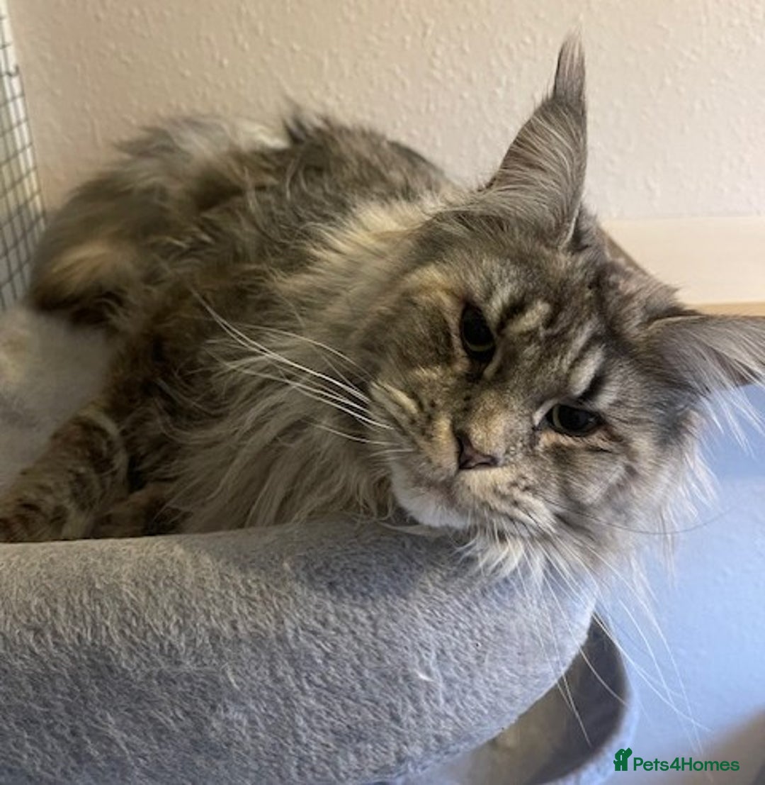 Maine Coon cats for sale: retired queens  - Advert 4