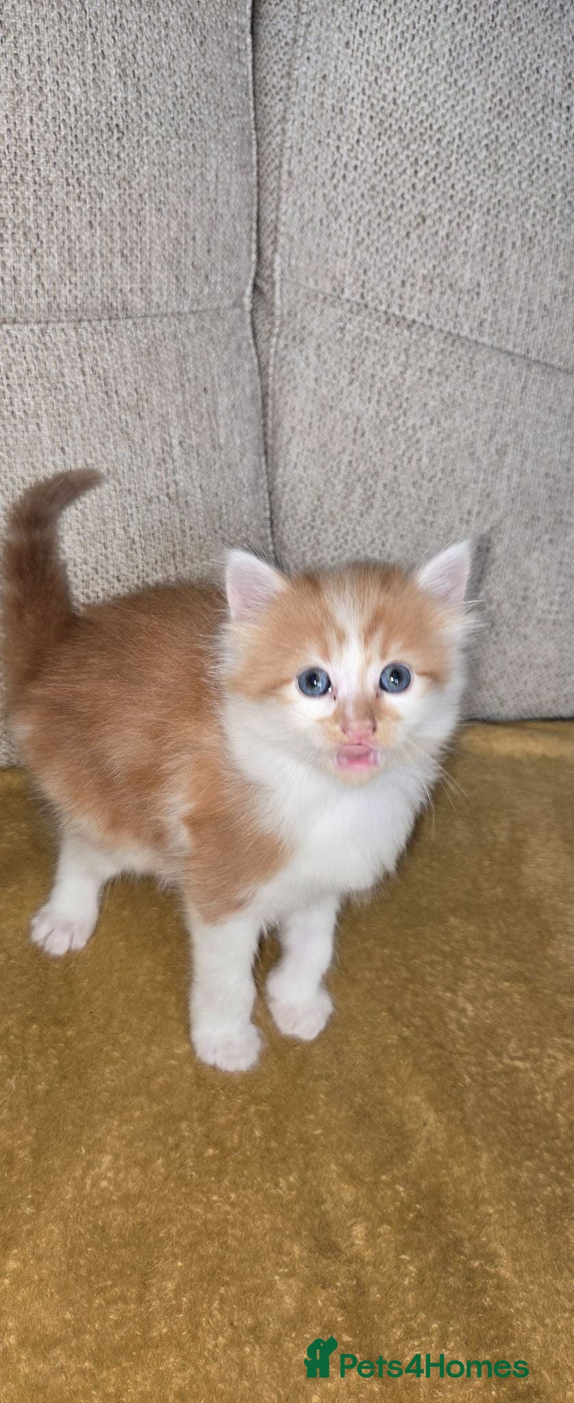 Mixed Breed cats 4 beautiful babies - Advert 9