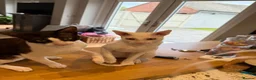 Cornish Rex cats for sale: 2 beautiful Cornish Rex boys - Advert 11
