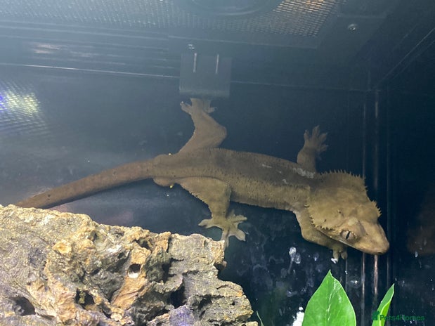 Gecko reptiles - Advert 1