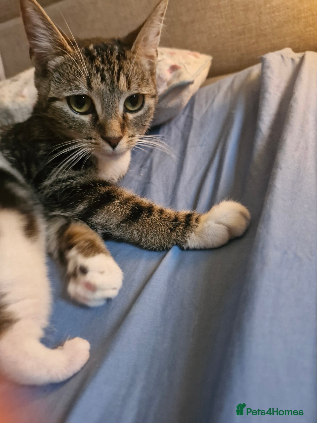 Mixed Breed cats for sale: 🐾 Emma & Bianca – Bengal Mix Sisters 🐾 - Image 12