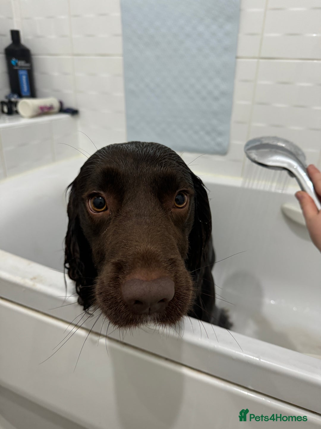 Sprocker dogs for sale: Spyro the Sprocker - Image 2