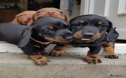 Dachshund dogs for sale: READY NOW Dachshund Puppies - Image 25