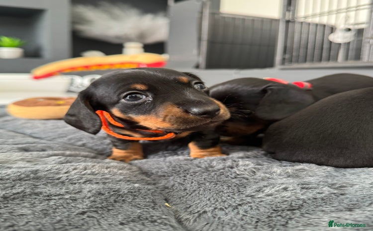 Miniature Dachshund dogs - Advert 7