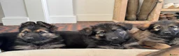 German Shepherd dogs for sale: Pure bred Straight Back German Shepherds - Advert 9
