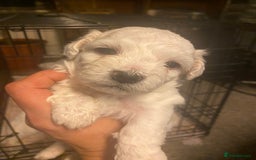 Maltese dogs for sale: Stunning Purebred Maltese Puppies Ready 17th Sept - Image 13