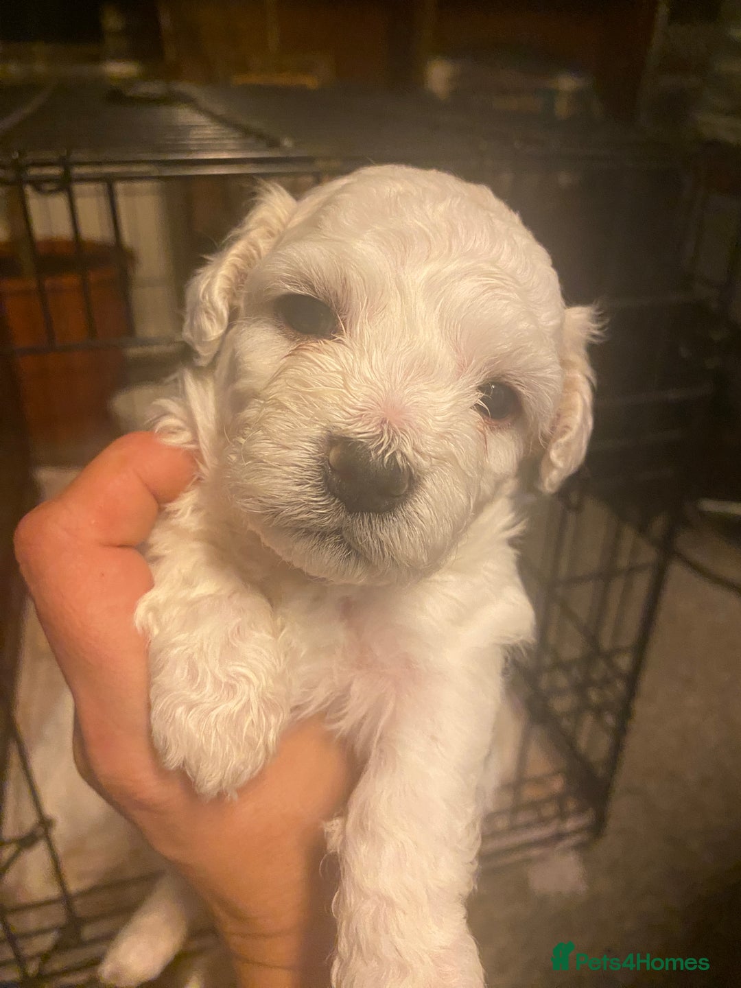 Maltese dogs for sale: Stunning Purebred Maltese Puppies Ready 17th Sept - Image 13