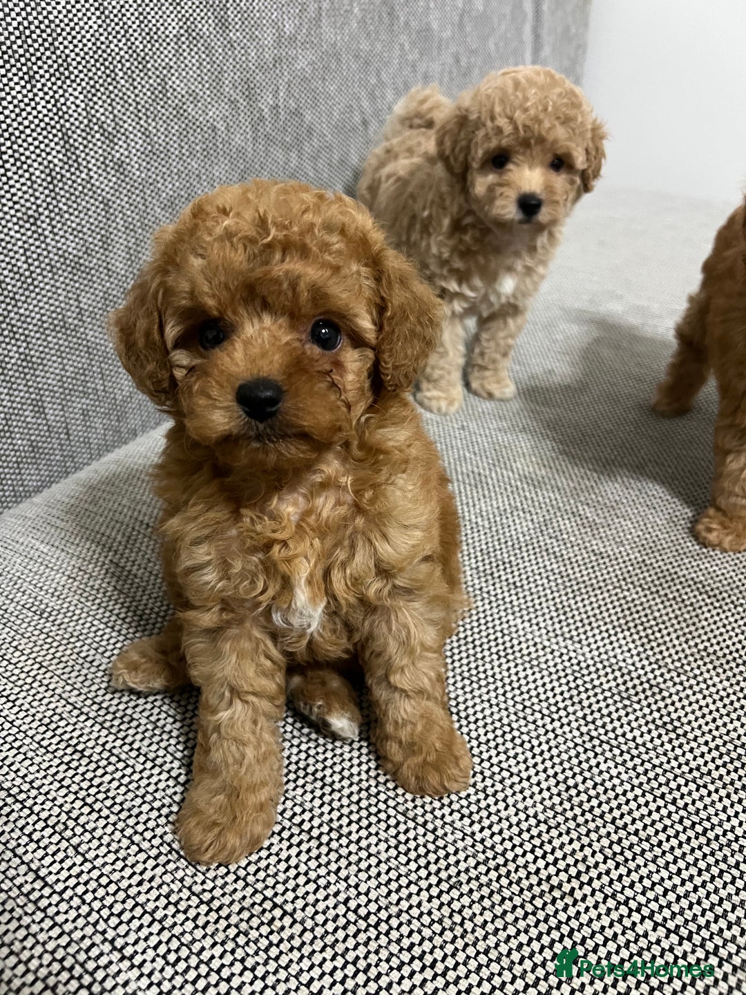 Maltipoo dogs for sale: ✨ Maltipoo F1B females – Ready 1st December ✨ - Advert 12