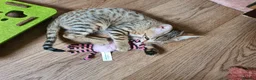 Savannah cats for sale: F3 Svannahs Girl Pedigree - Advert 8
