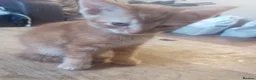 Mixed Breed cats for sale: British shorthair x kittens - Advert 9