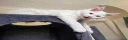 Maine Coon cats for sale: Maine coon Blue eyes + Long Hair - Advert 38