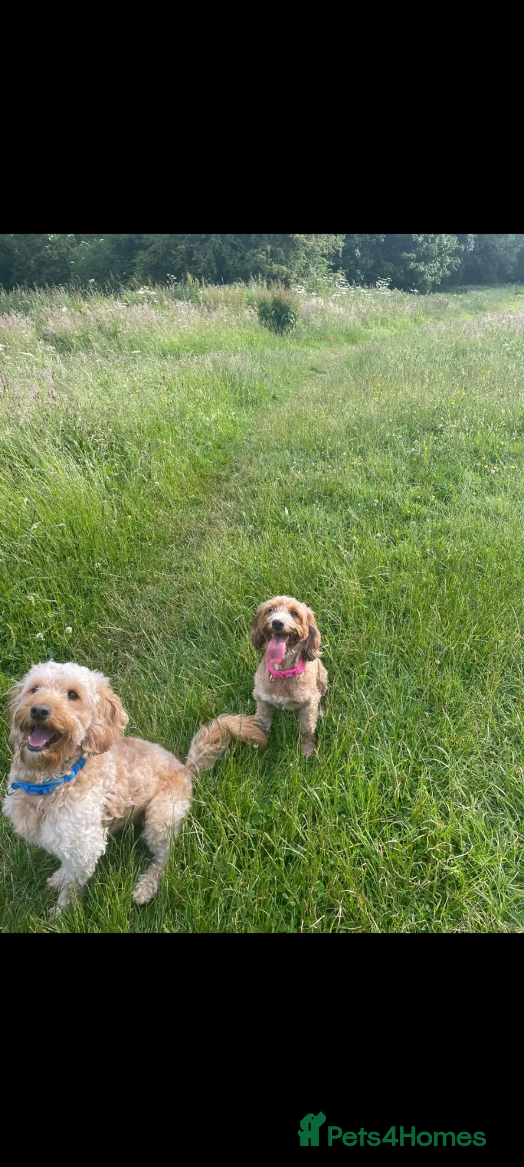 Mixed Breed dogs for sale: 3 beautiful cockapoo X cavapoo pups  - Advert 21