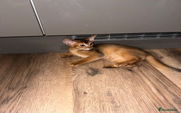 Abyssinian cats for sale: Last 3 kittens left ♥️💙 - Image 3